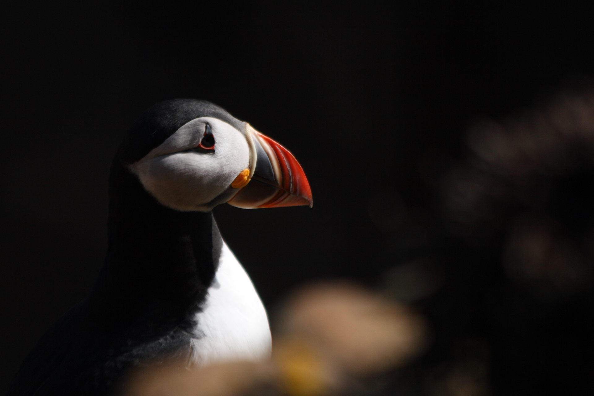 moody portrait of atlantic puffin in scotland