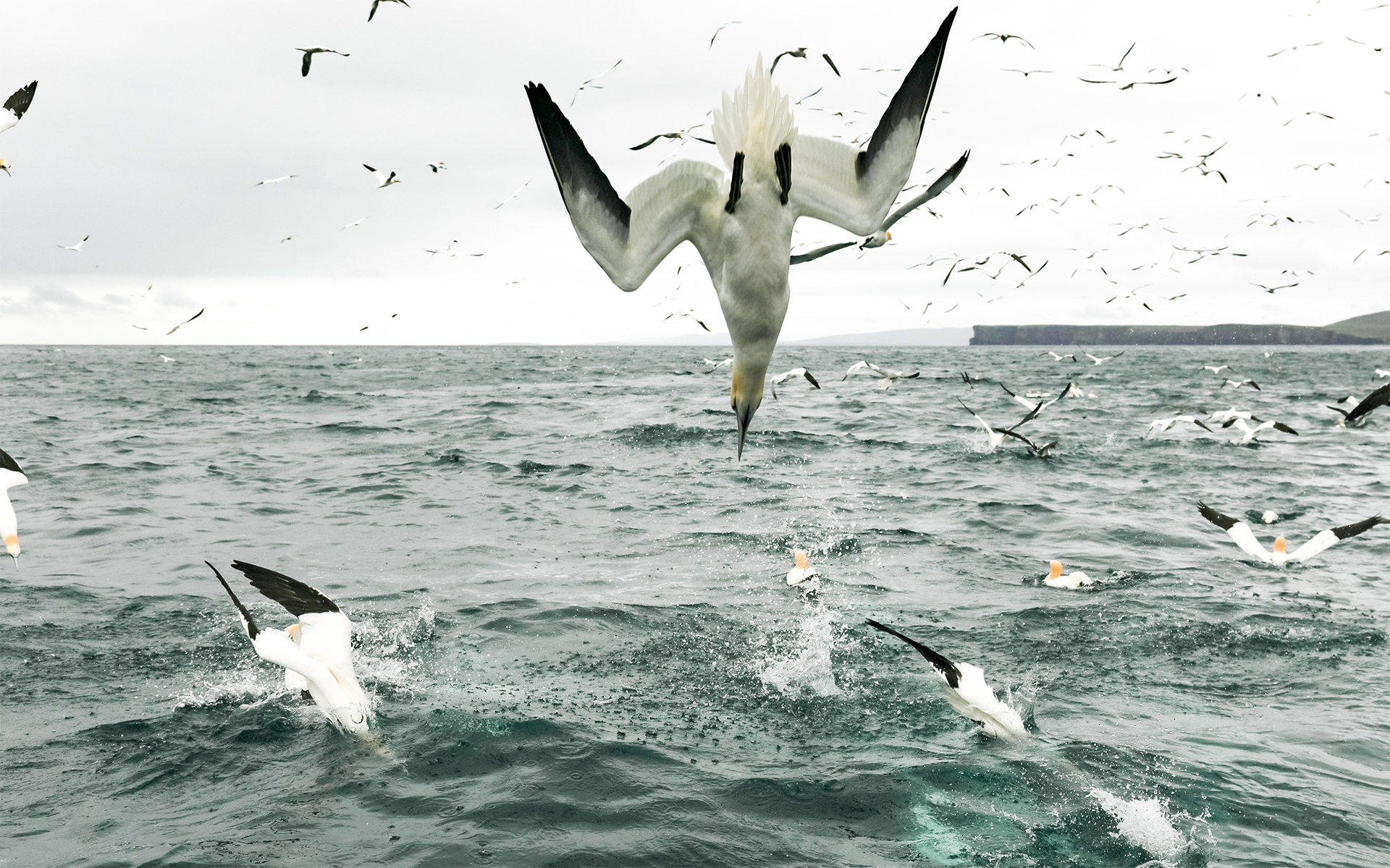 Northern gannets