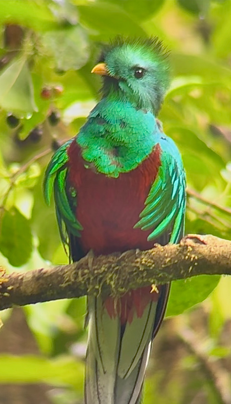 A colorful bird (resplendent quetzal) with green, red, and white feathers sits on a tree branch.
