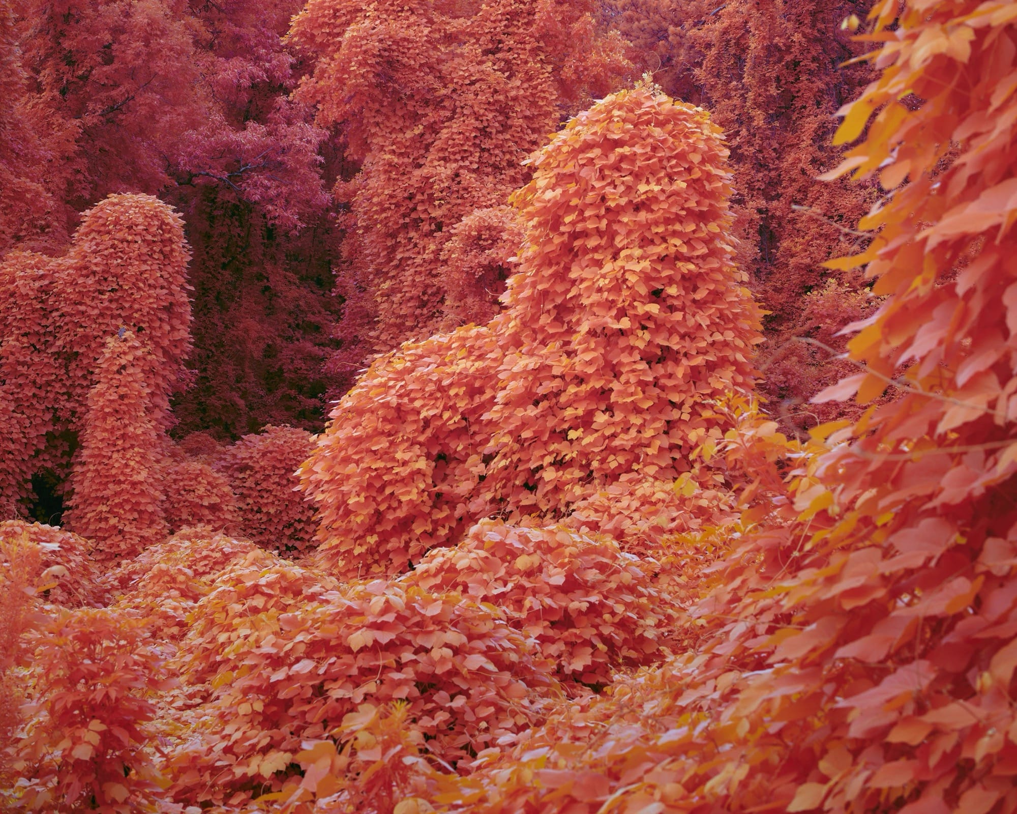 a surreal photograph of kudzu vines rendered in a pinkish-orange hue