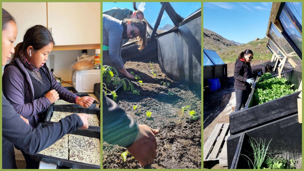 Greenlandic youth plant seeds for Tasiilaq’s Garden
