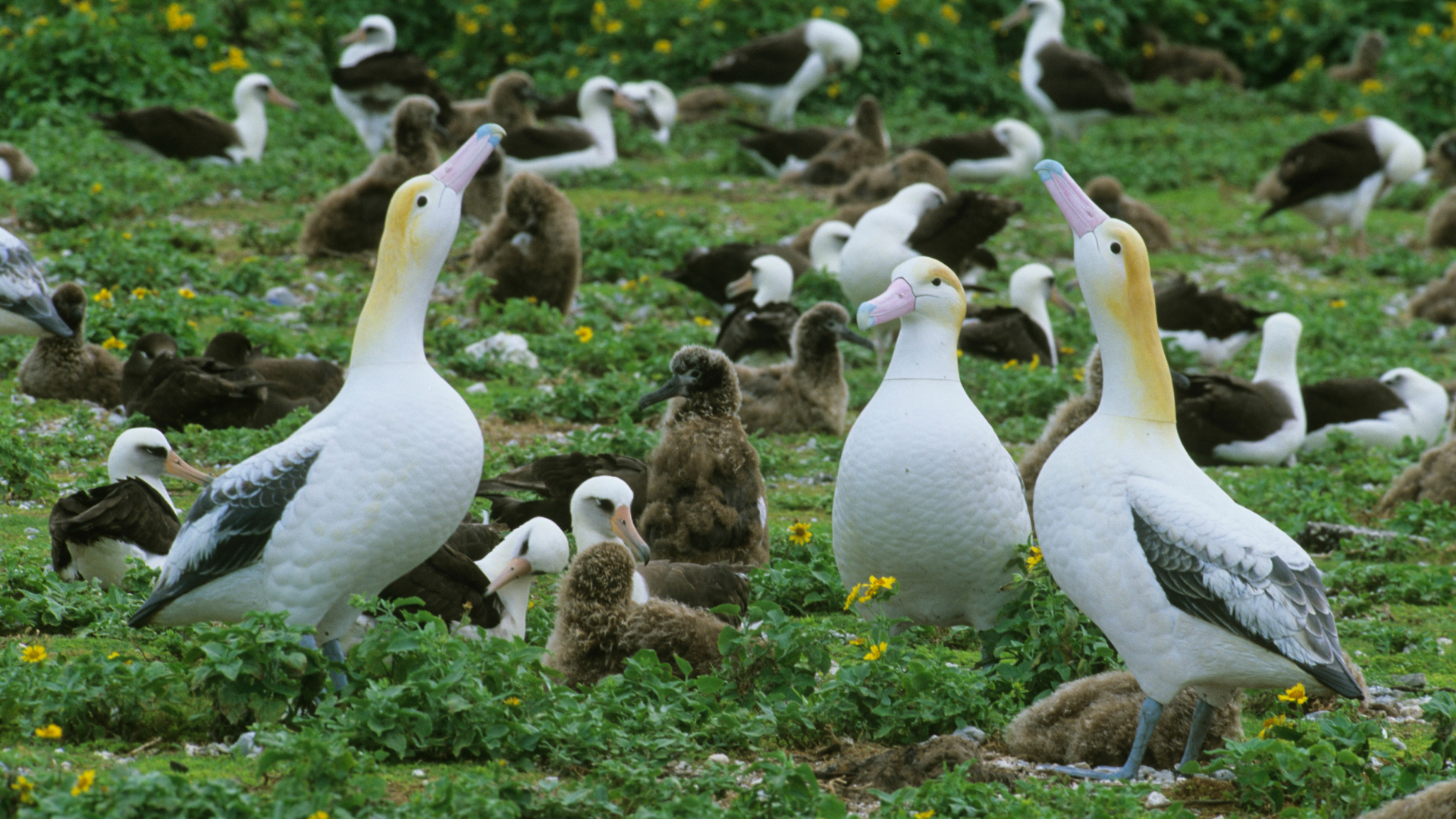 Endangered short-tailed albatross decoys helping to establish colonies in Hawaii.
