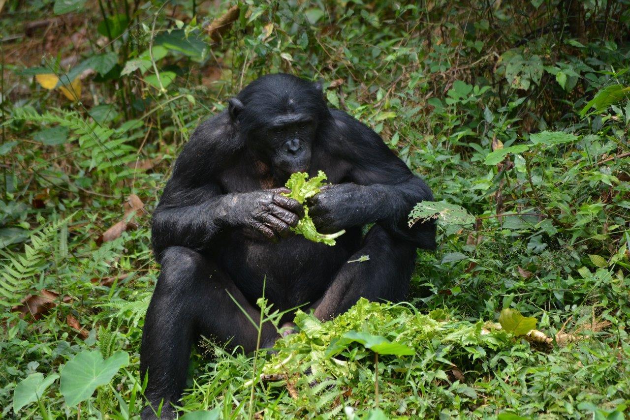 Bonobo in Africa.