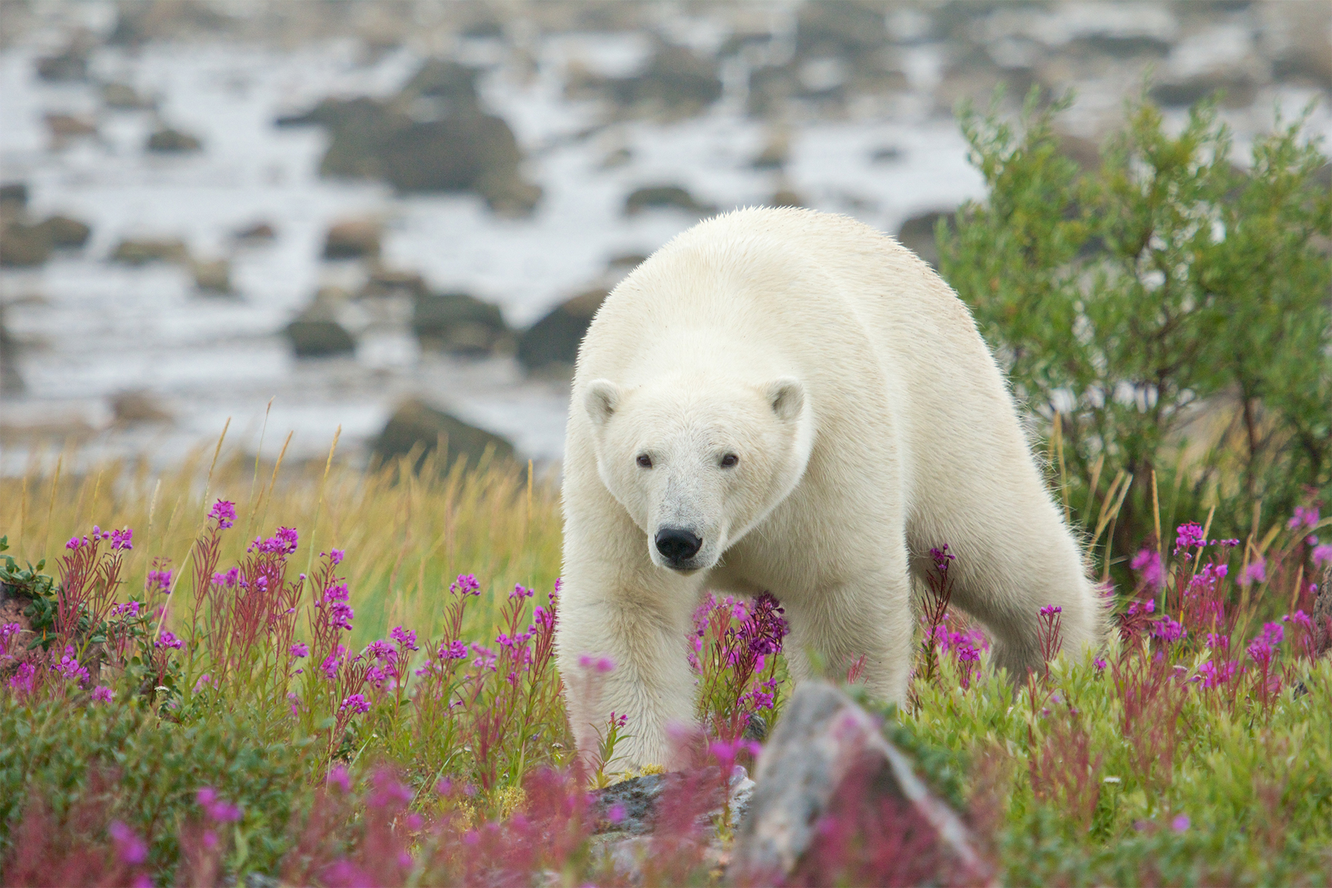 Canadian Polar Bear walking in the colorful arctic tundra of the Hudson Bay near Churchill, Manitoba in summer