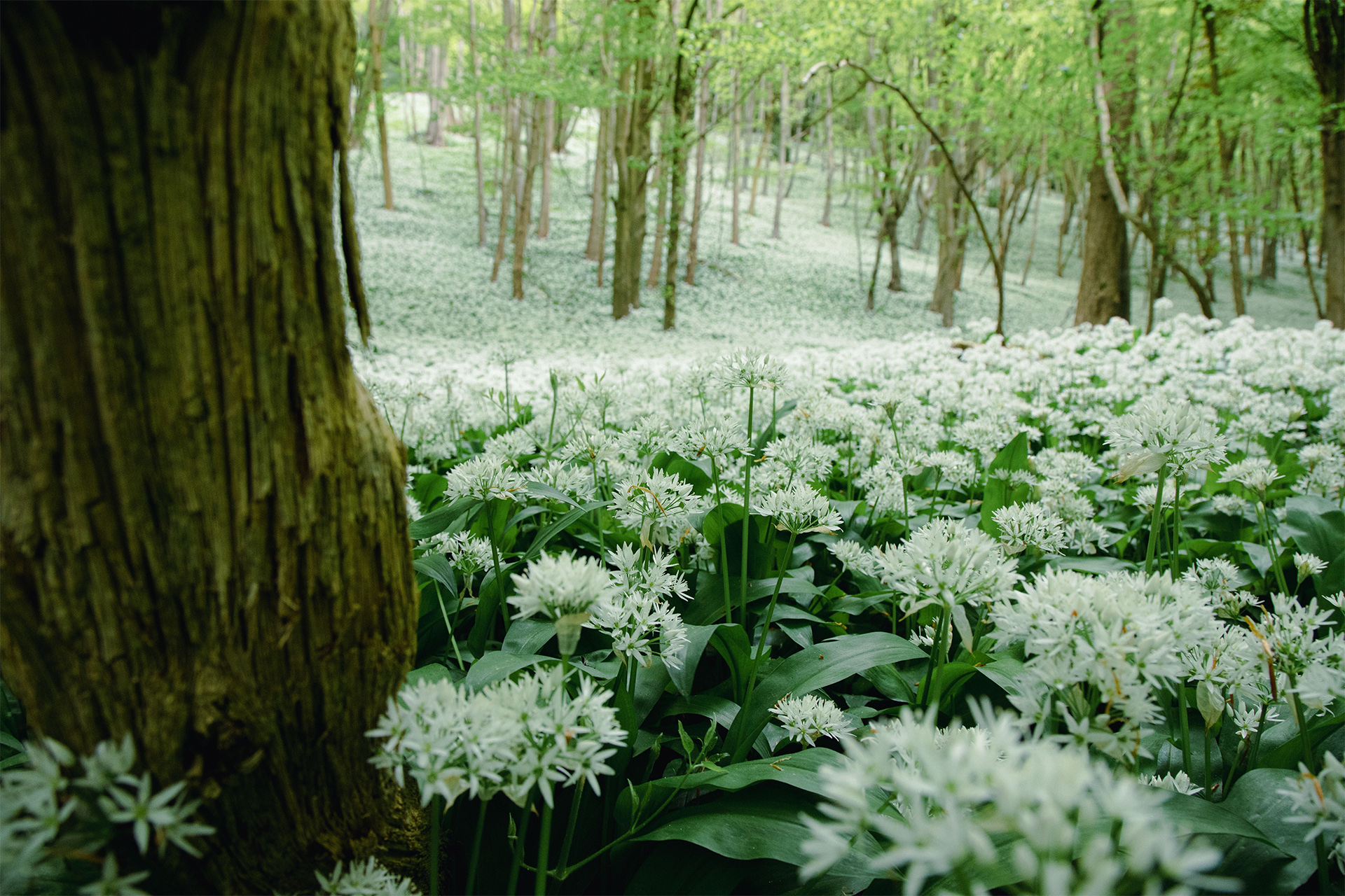 Wildflower forests Cotswolds countryside England UK
