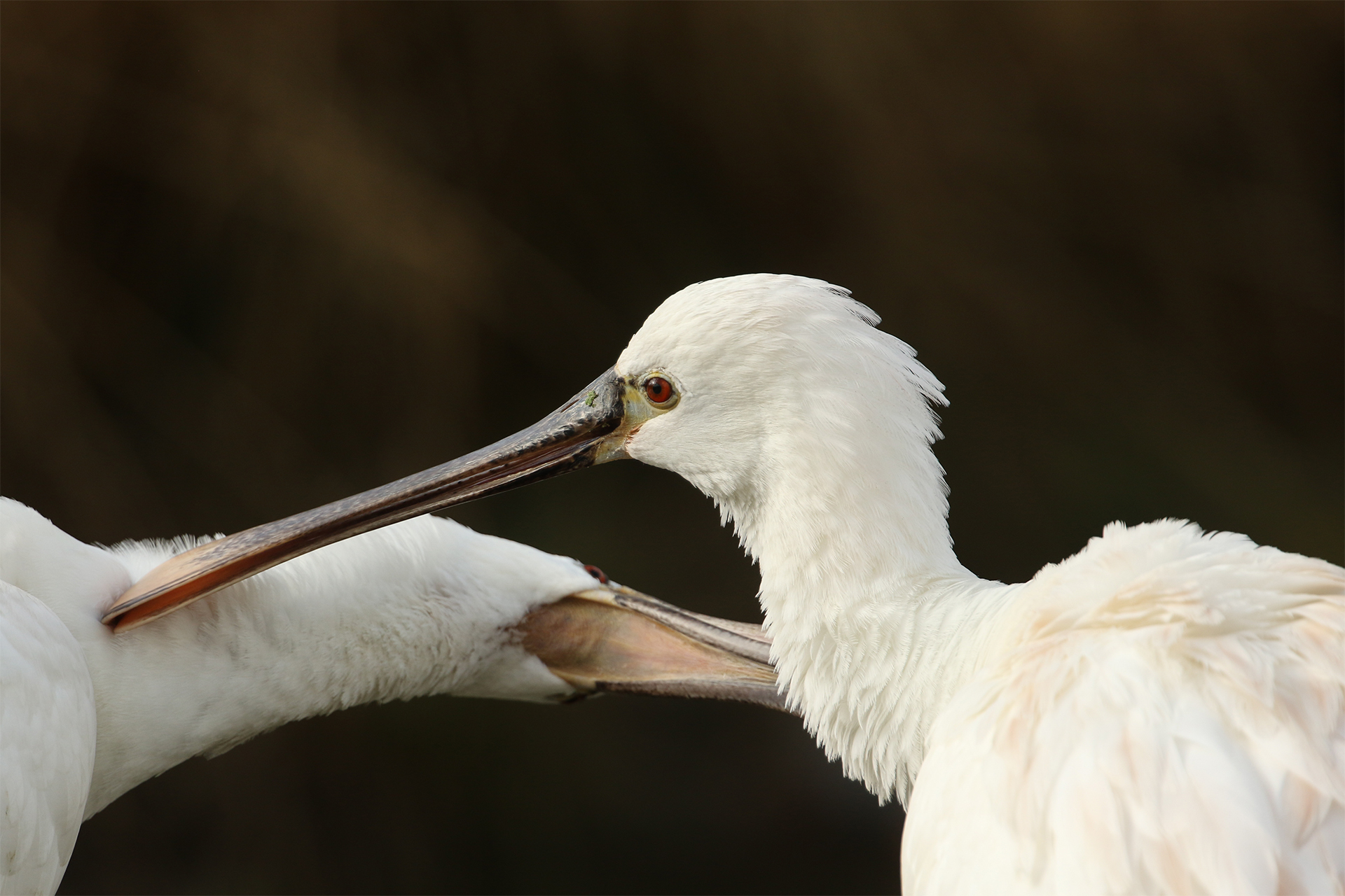 Two Spoonbill, (Platalea leucorodia), preening at Slimbridge. Cotswolds UK birding