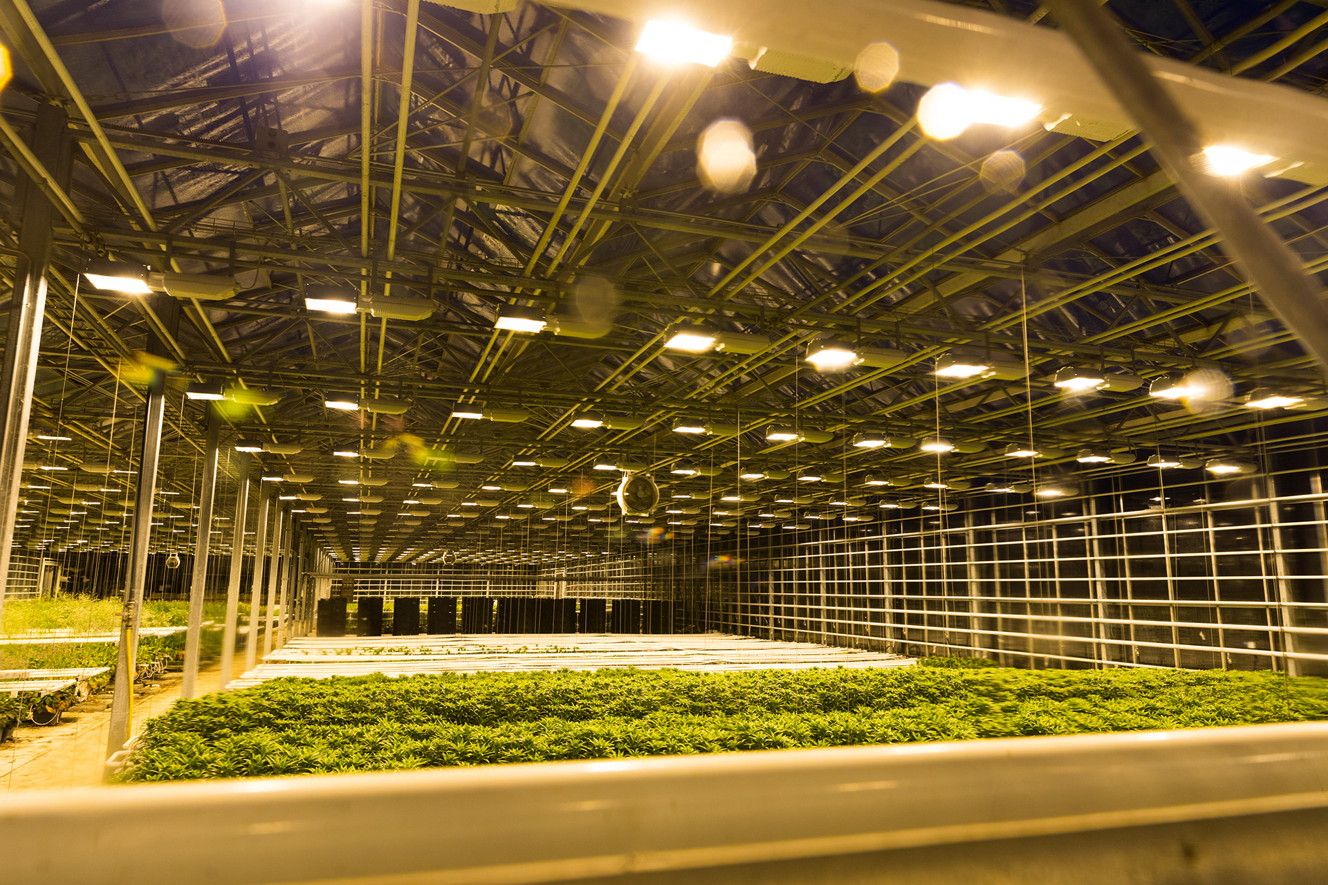 iceland greenhouse crop yield vegetables produce leafy greens agriculture sustainable farming