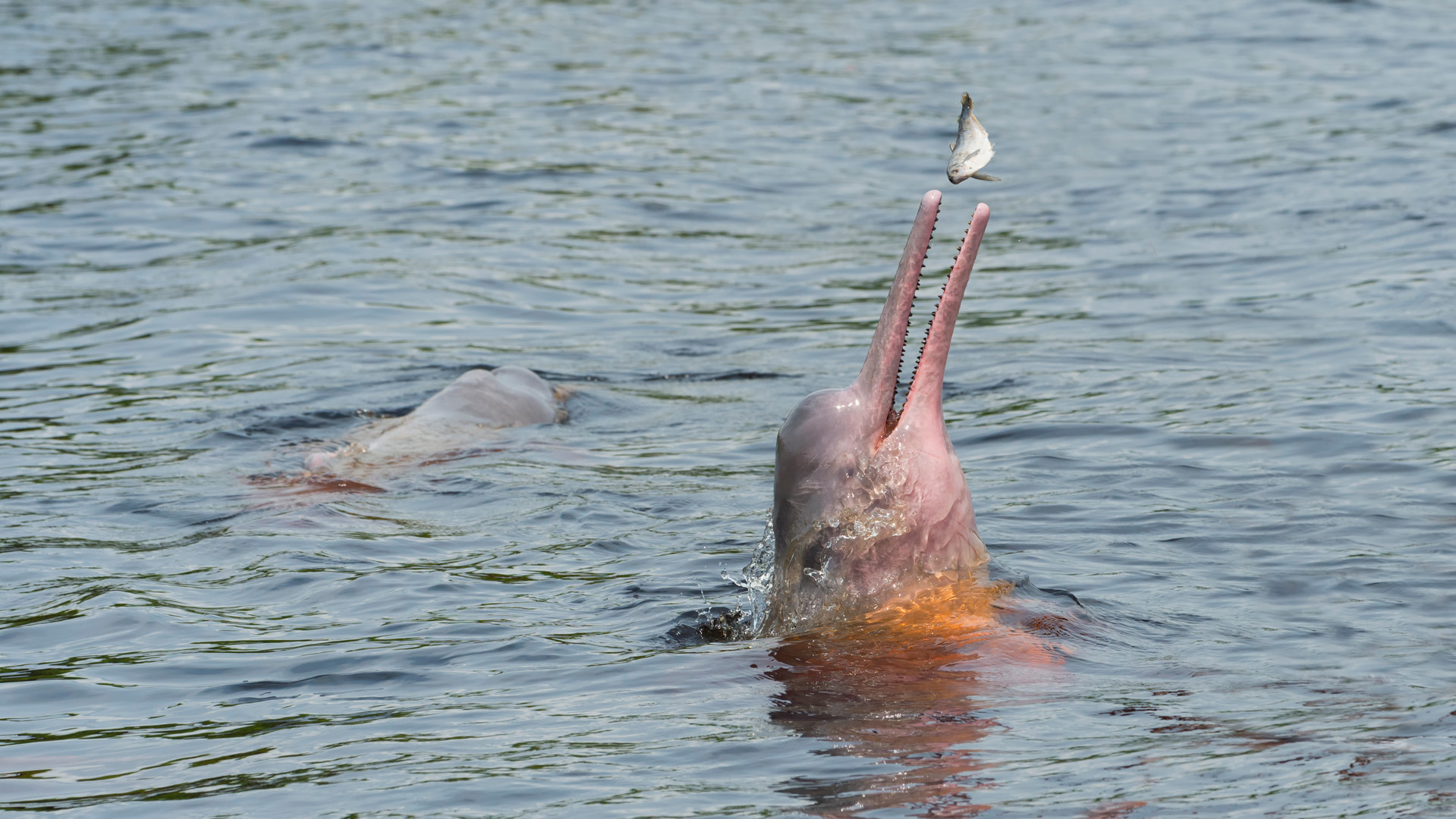 Hunting Amazon River Dolphin or Pink Amazon Dolphin (Inia geoffrensis), Rio Negro, Manaus, Amazon State, Brazil