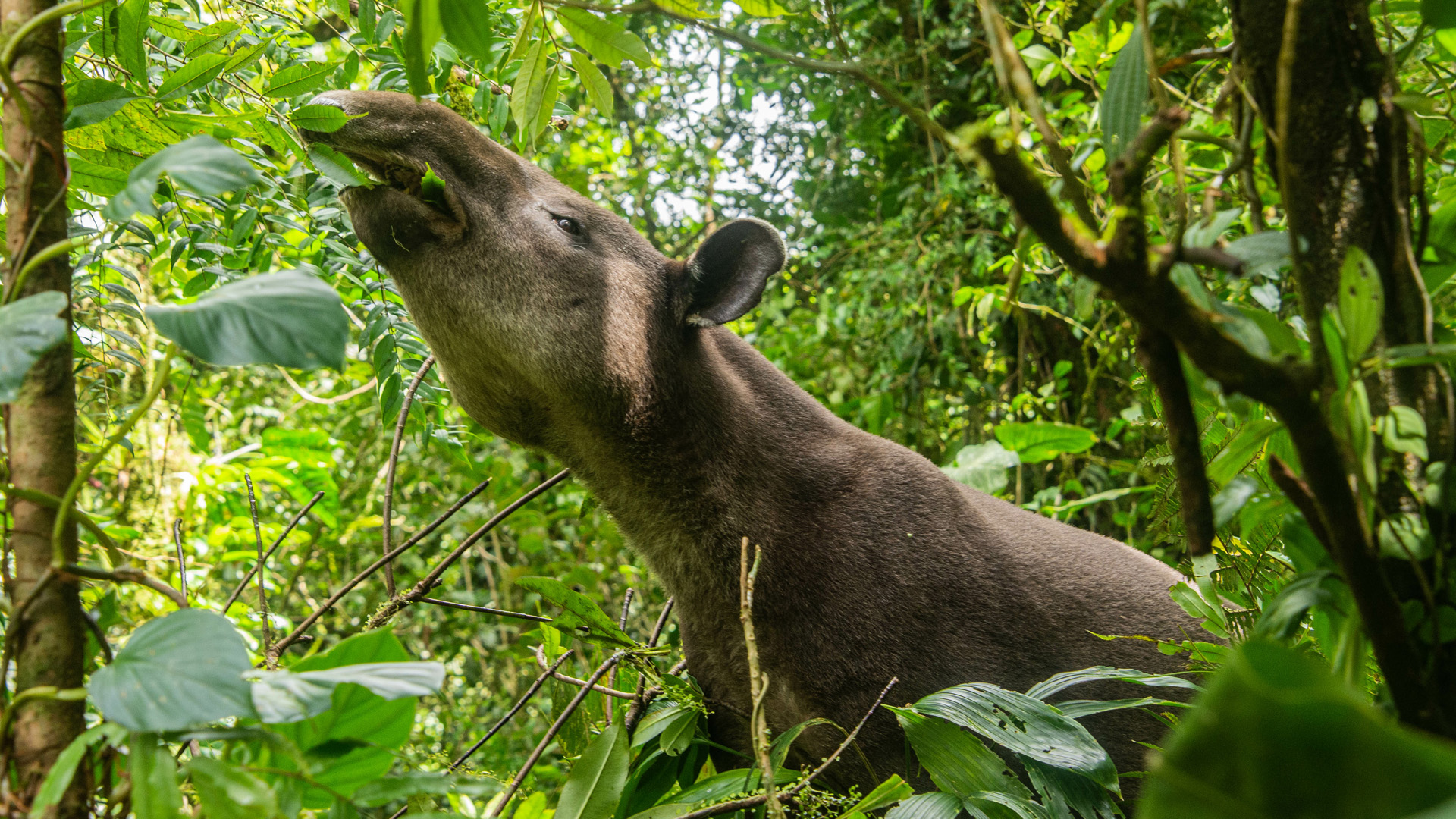 Rare sighting of a Baird's tapir (Tapirus bairdii), Tenorio Volc