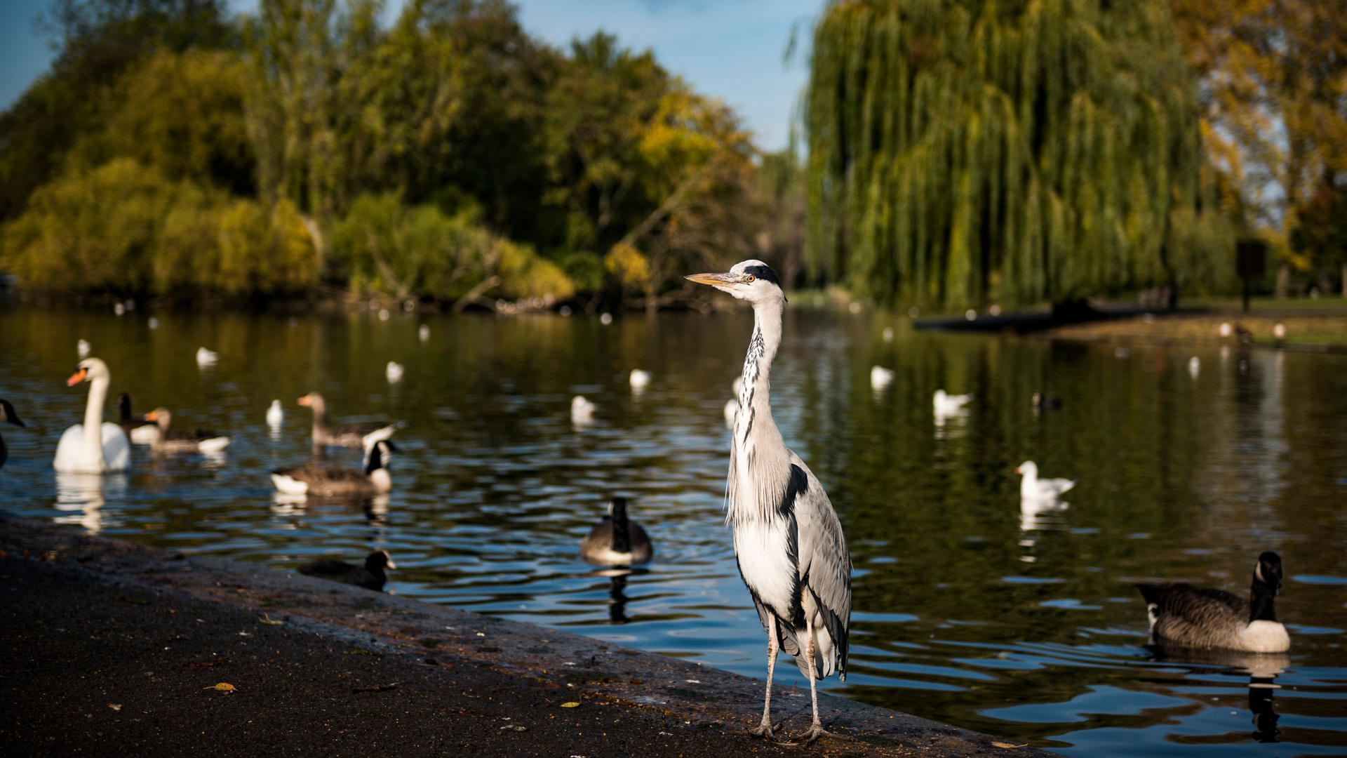 Heron in Autumn in Regents Park, one of the Royal Parks of London, England