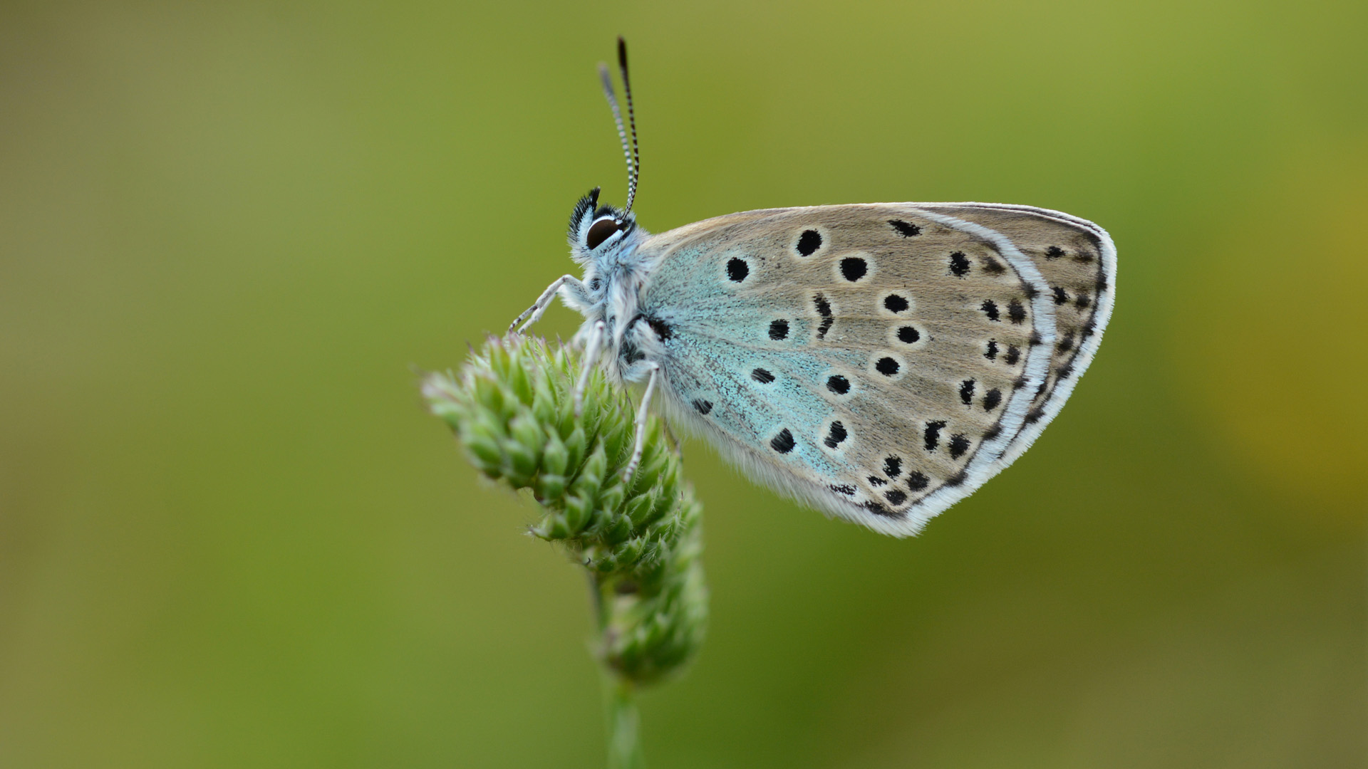 Large Blue butterfly at rest, Collard Hill, Somerset