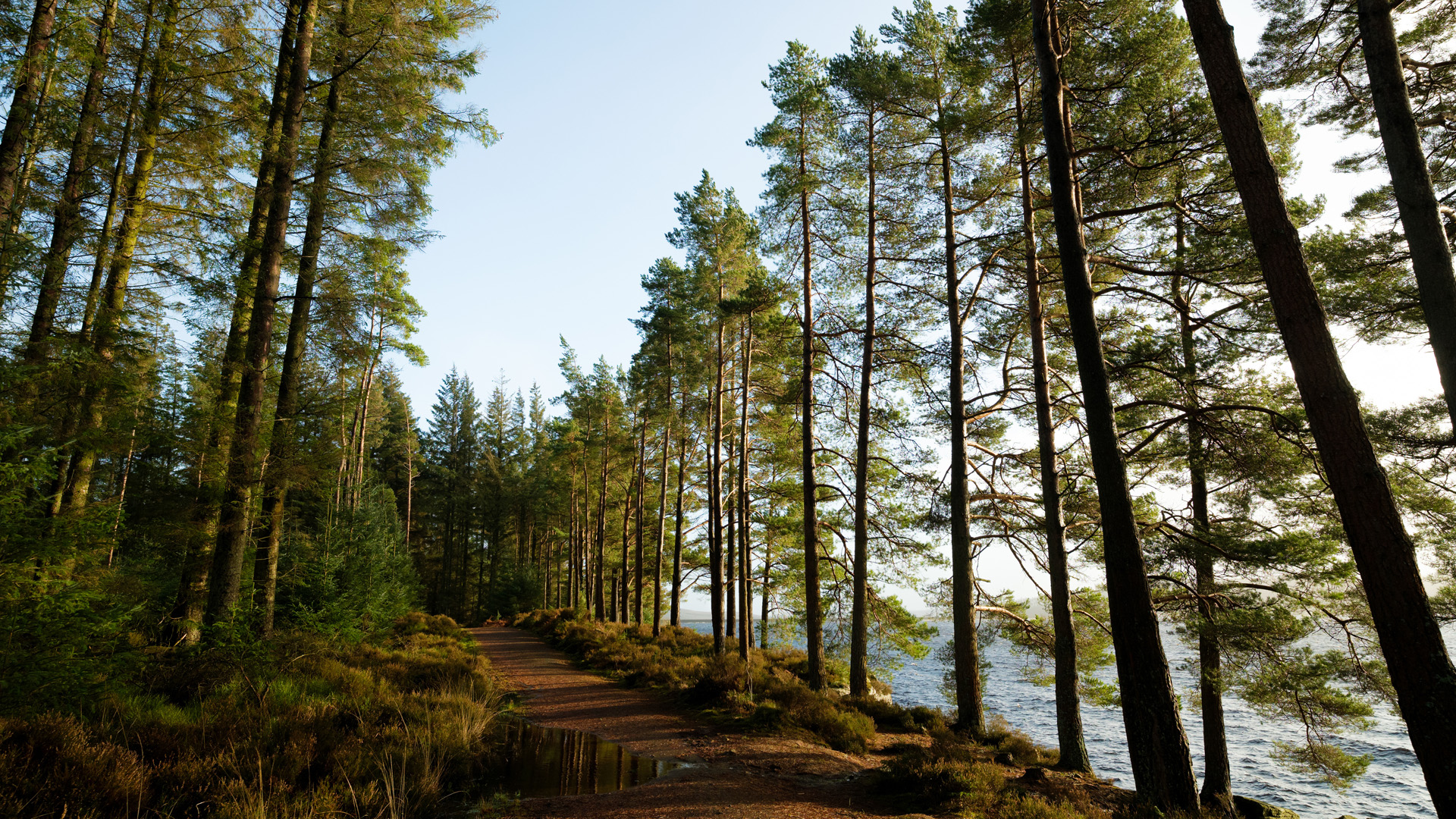 Looking up at all Sitka spruce trees, silhouetted against blue sky