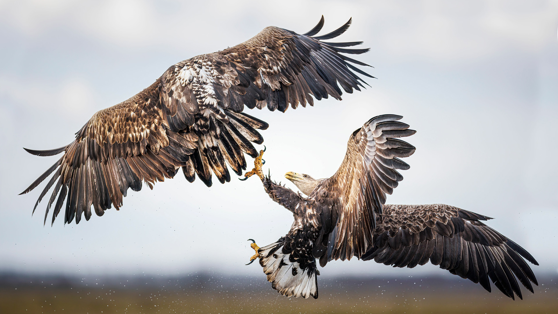 Pair of white-tailed eagles locked in a midair battle with their