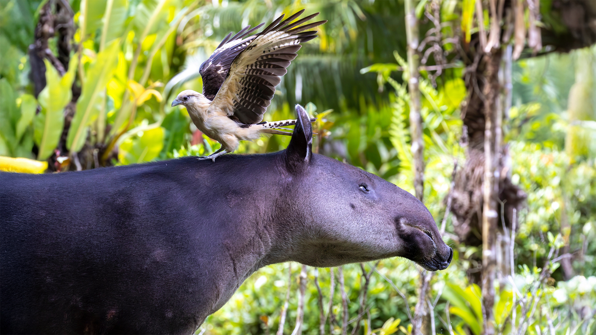 tapir and bird of prey costa rica