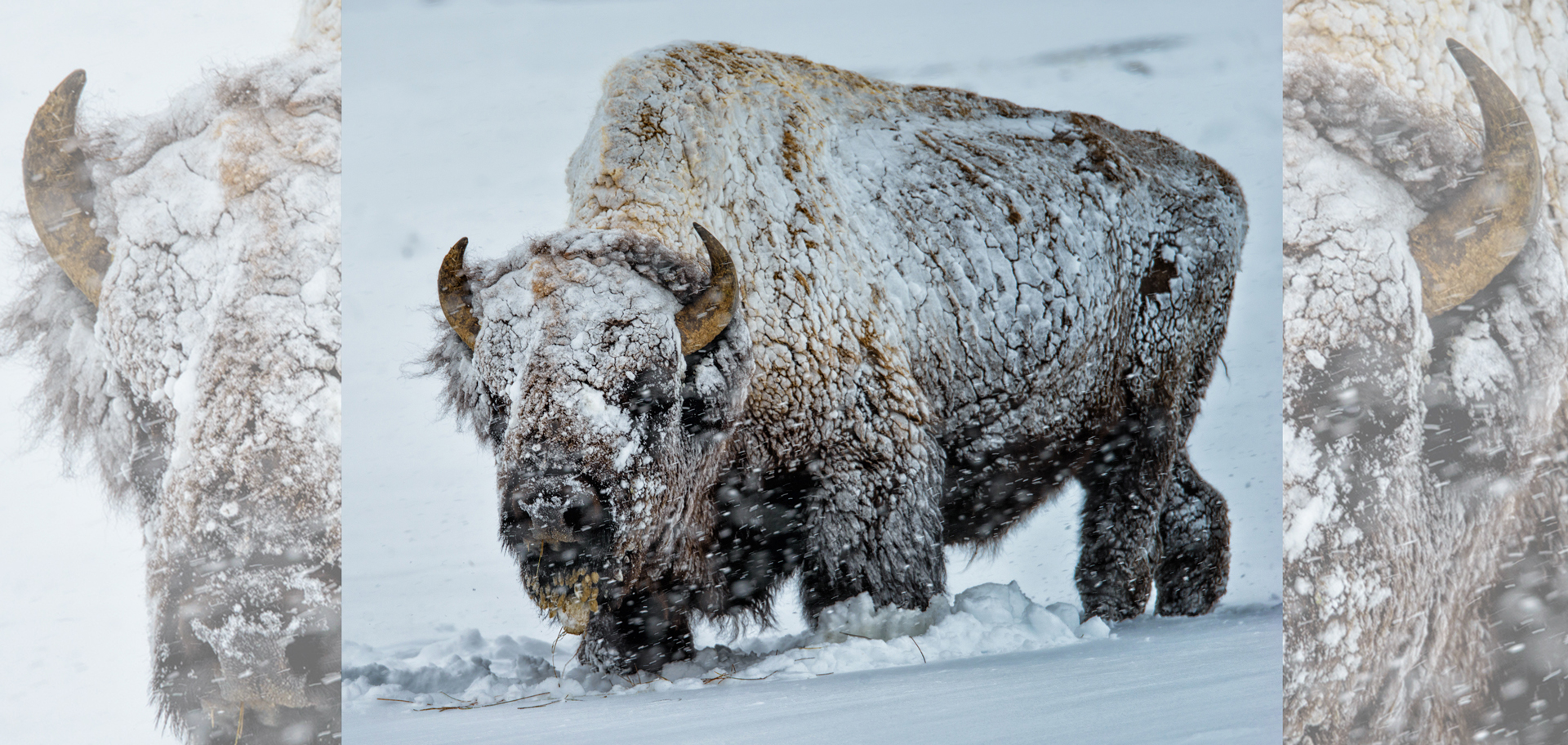 AdobeStock (Created by Candice Gaukel Andrews)