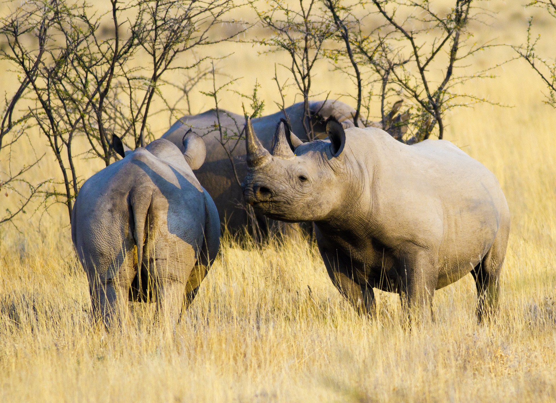Black rhino Diceros bicorne in Namibia.