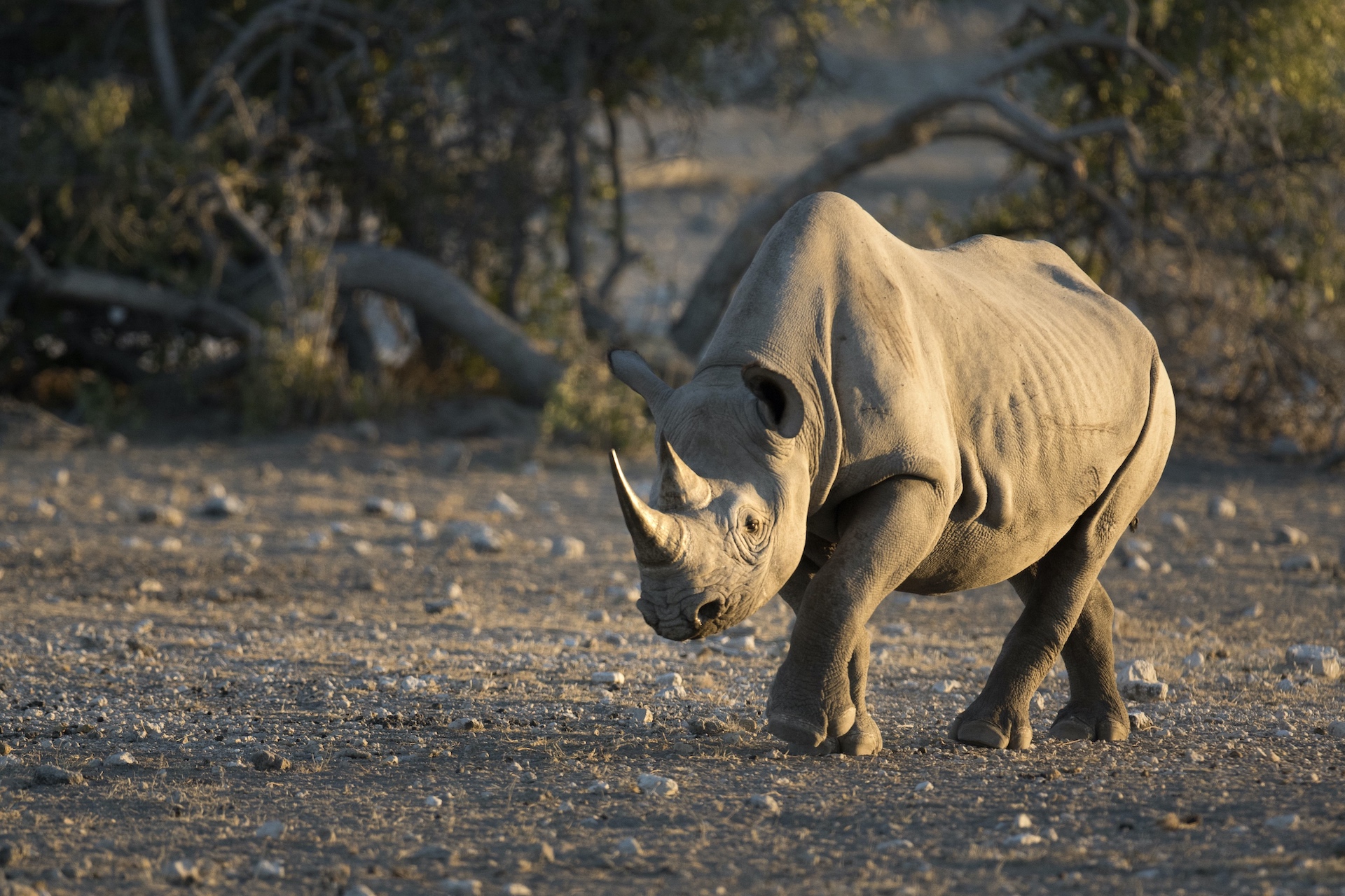Black Rhino in soft morning light.